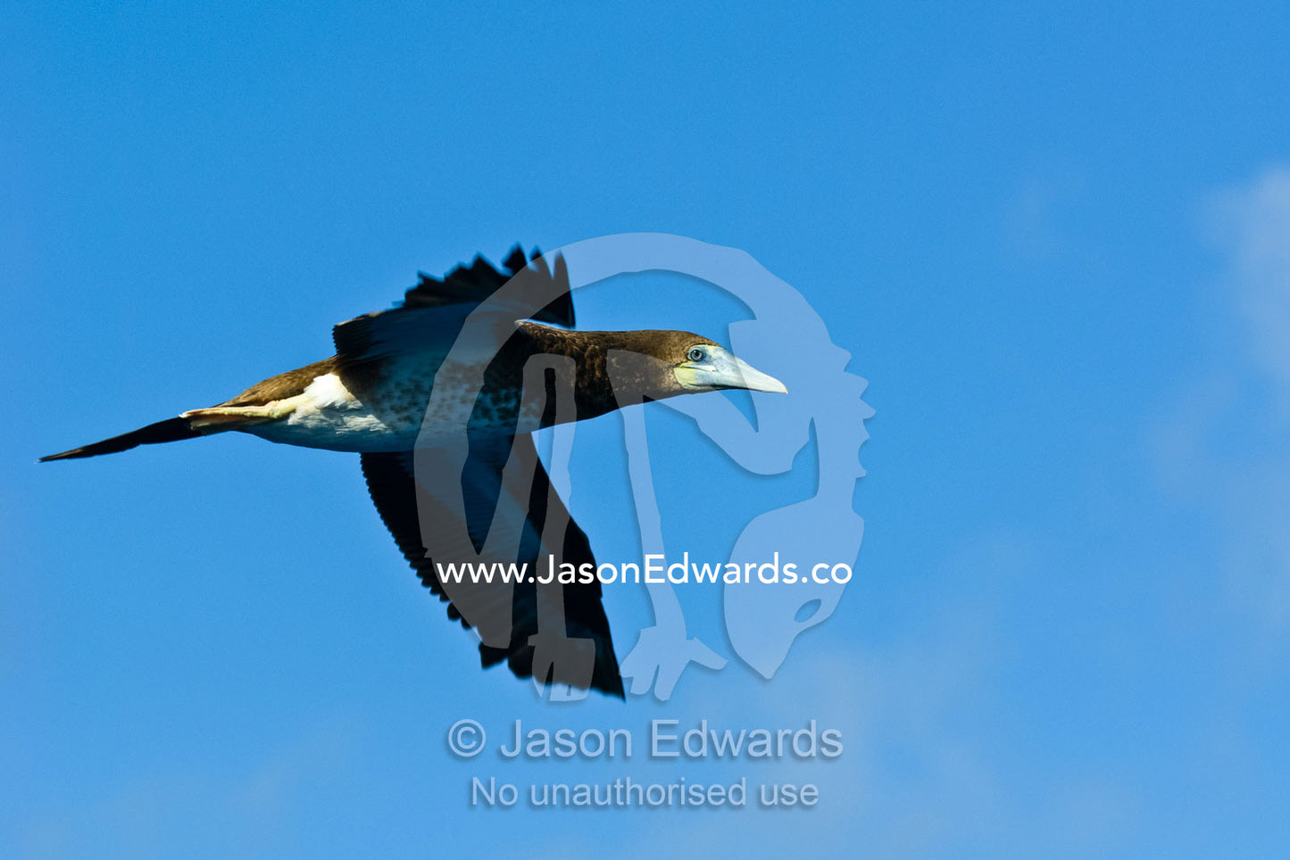 A Brown Booby soars on outstretched wings in a clear tropical blue sky Magdelaine Cay, Coral Sea Islands Territory, Australia.