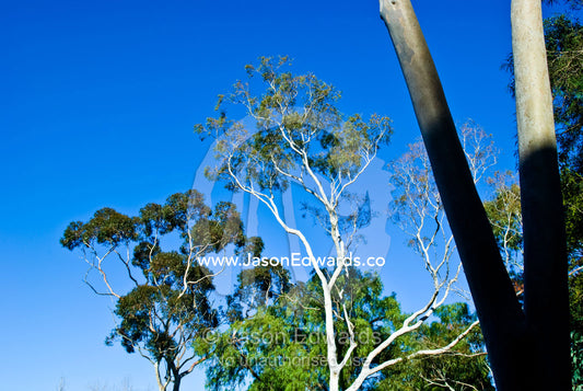 Morning sunlight turns the trunk of a Spotted Gum bright white. Collingwood, Victoria, Australia