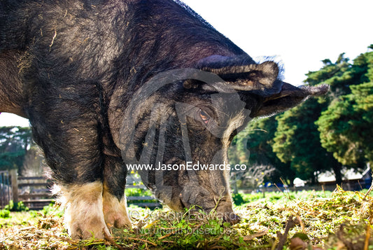 The Berkshire Pig is a rare nineteenth century breed of British origin Collingwood Childrens Farm, Collingwood, Victoria, Australia