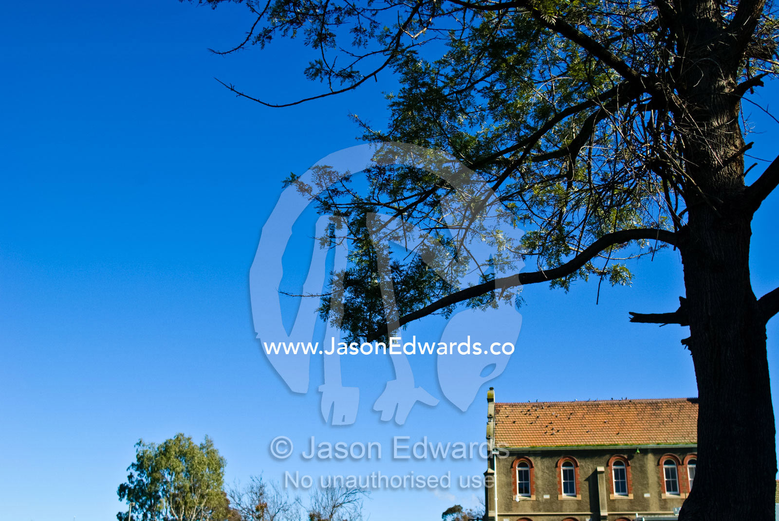An old pine tree growing over the pitched roof of a church convent. Saint Abbotsford Convent, Collingwood, Victoria, Australia