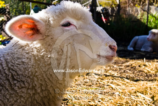 A lamb rests in the morning sun at a children's activity farmyard. Collingwood Childrens Farm, Collingwood, Victoria, Australia
