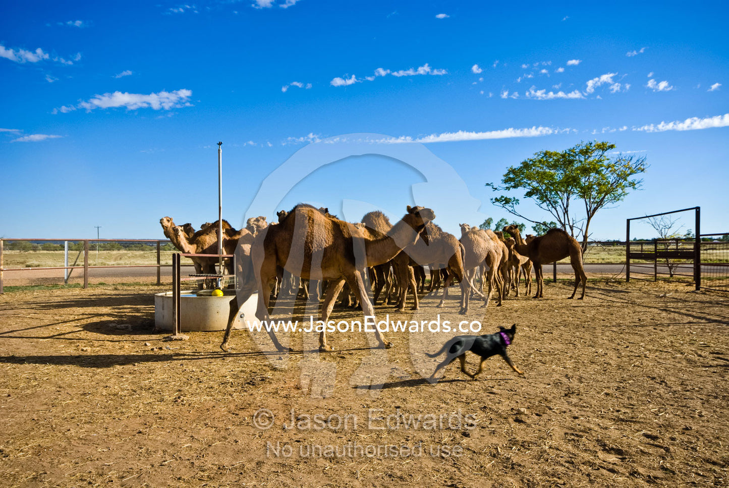 A cattle dog musters a mob of wild caught camels waiting for auction. Hughenden, Queensland, Australia.
