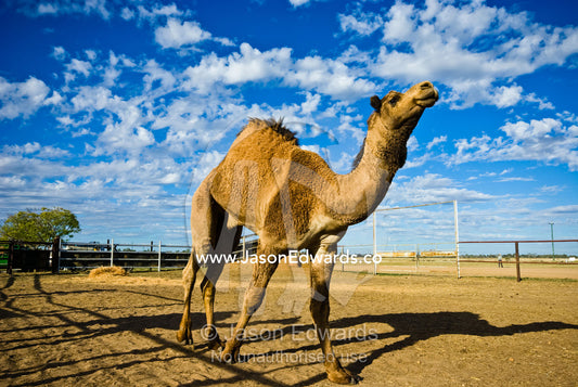 An enormous wild caught camel paces out in a pen waiting for auction. Hughenden, Queensland, Australia.