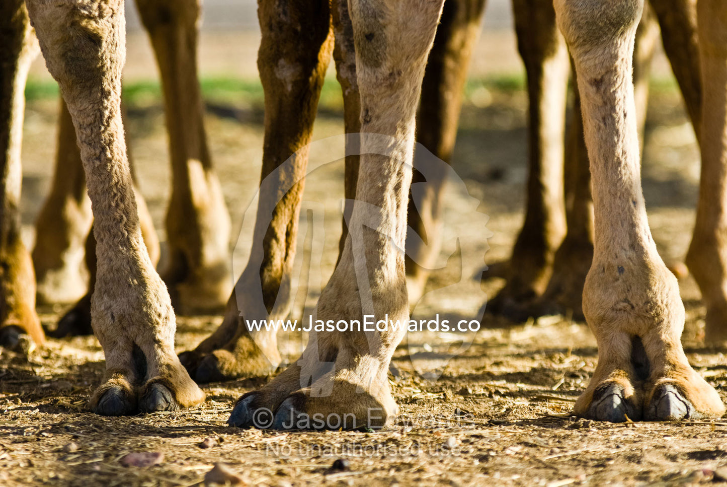 The huge toes and claws of the Dromedary Camel adapted for soft sand. Hughenden, Queensland, Australia.