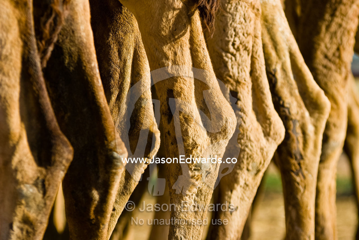 A cluster of rear facing ankles on the legs of a Dromedary Camels. Hughenden, Queensland, Australia.