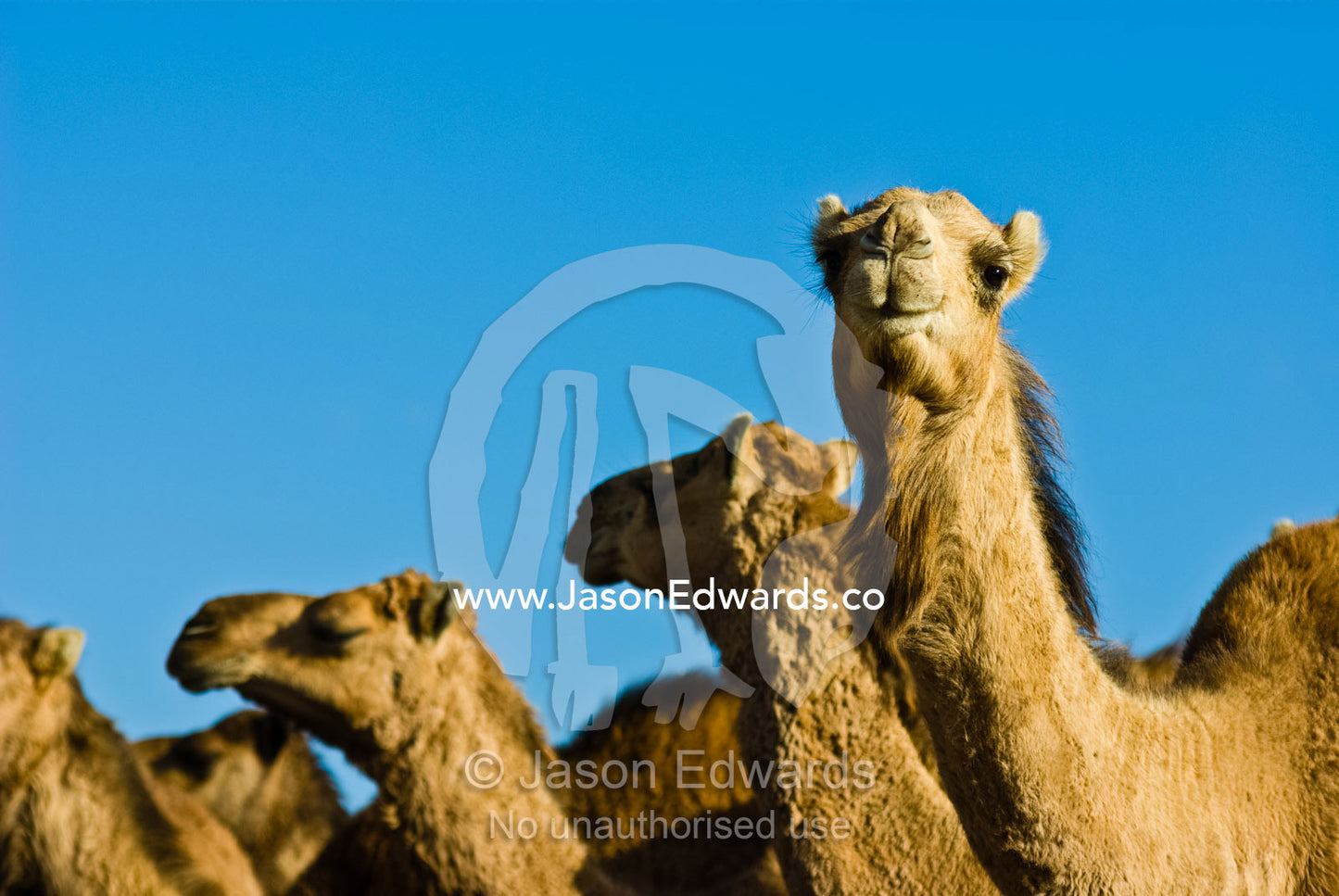 The beautiful facial features of a mob of wild Dromedary Camels. Hughenden, Queensland, Australia.