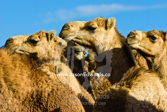 The beautiful facial features of a mob of wild Dromedary Camels. Hughenden, Queensland, Australia.