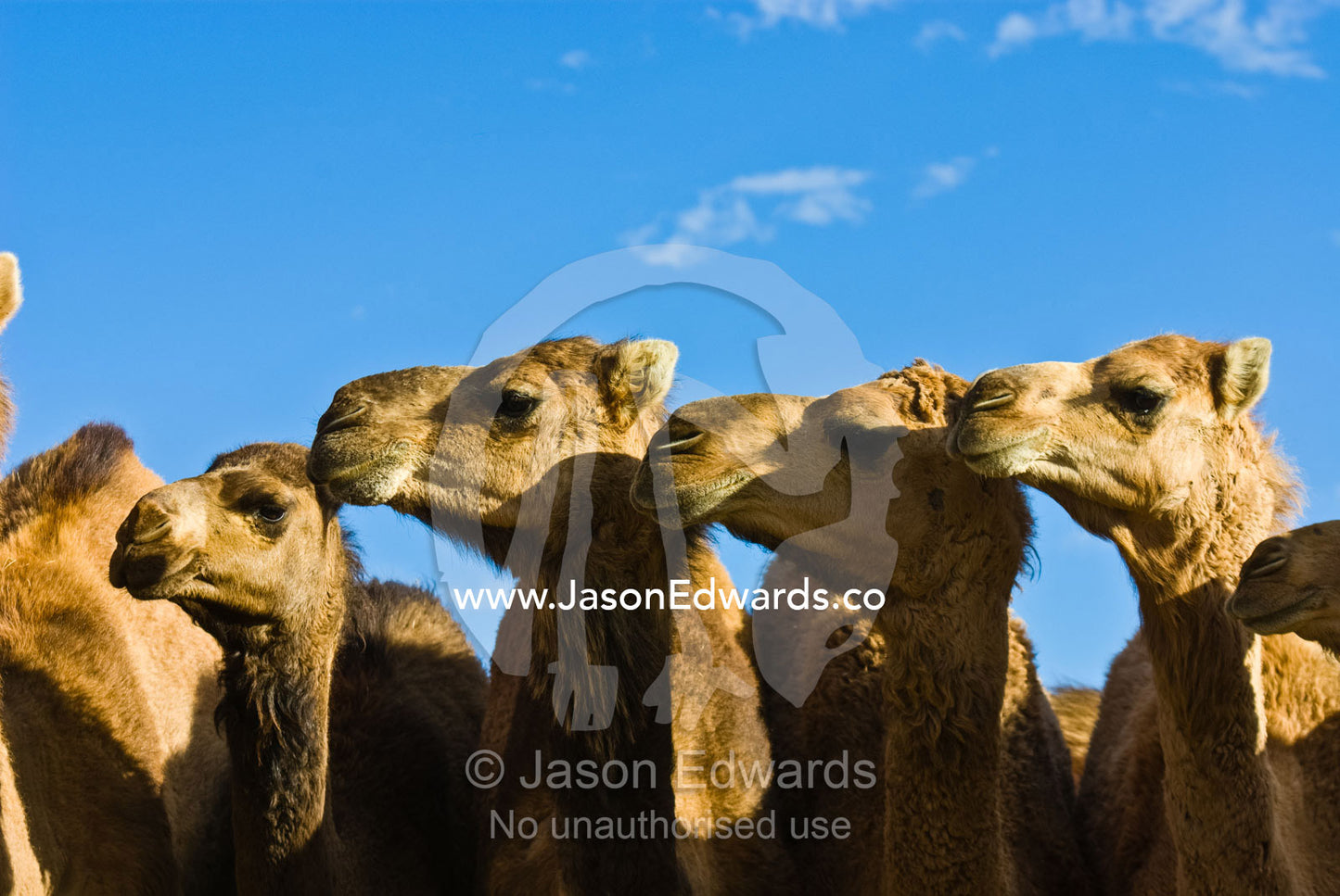 The beautiful facial features of a mob of wild Dromedary Camels. Hughenden, Queensland, Australia.