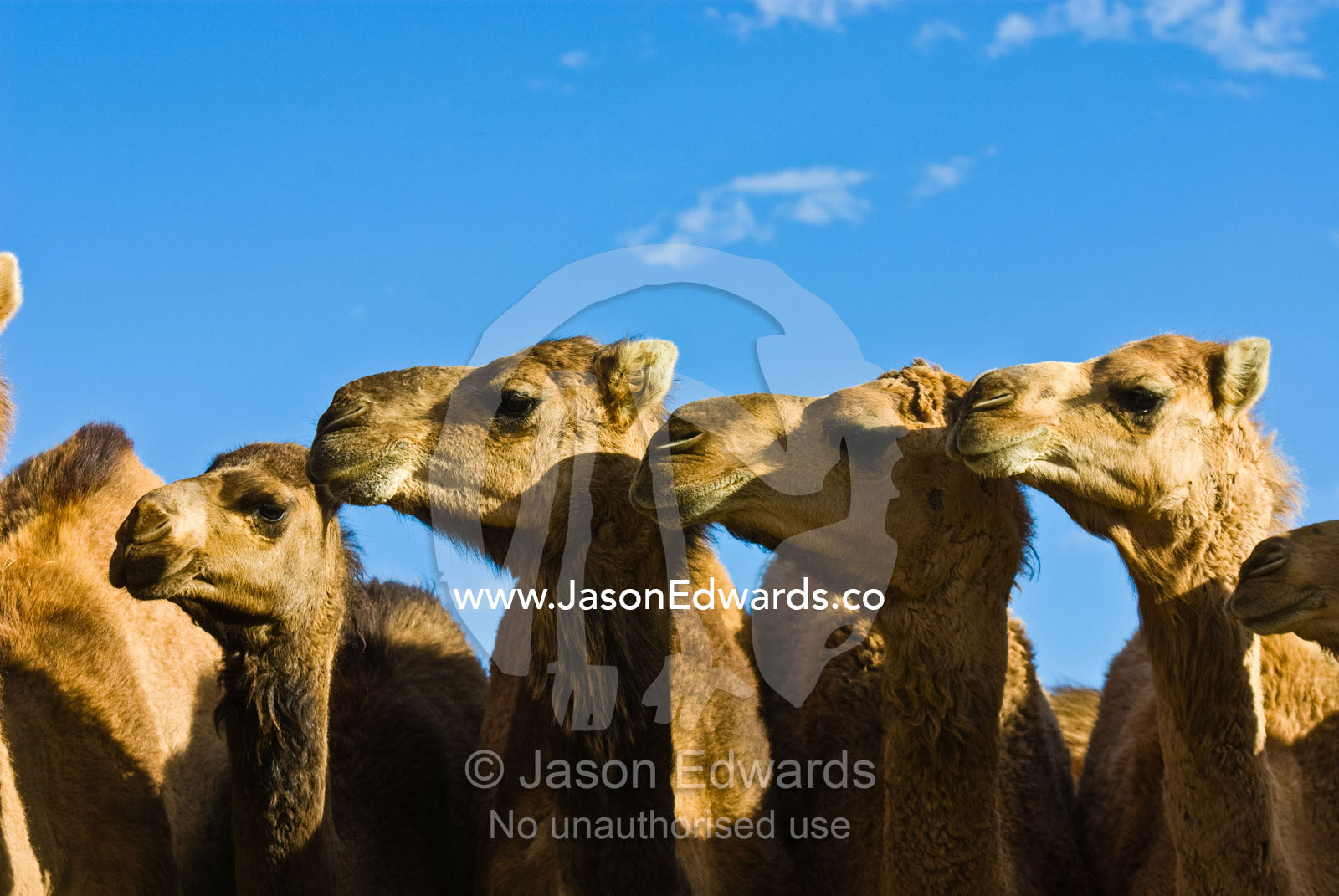 The beautiful facial features of a mob of wild Dromedary Camels. Hughenden, Queensland, Australia.