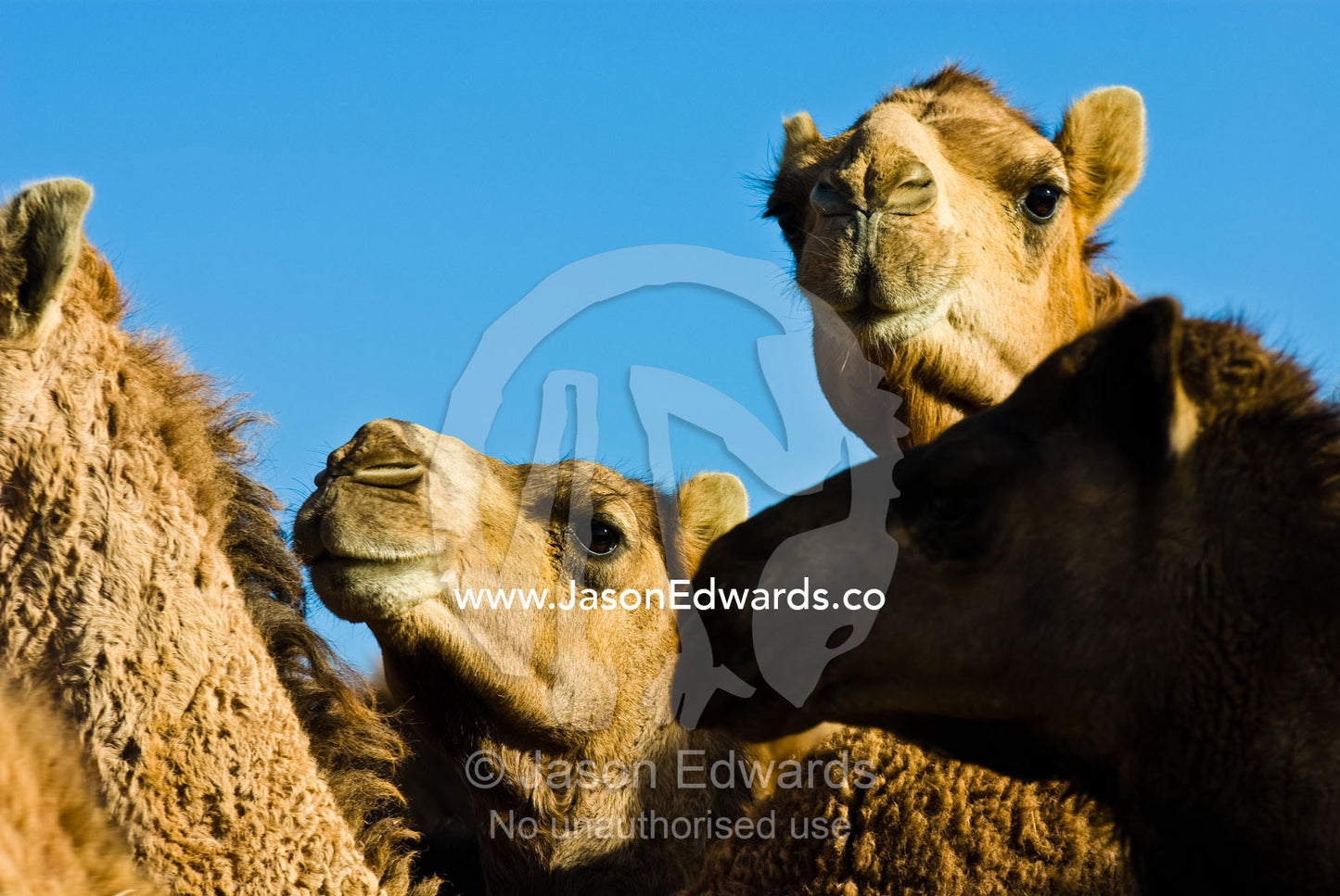 The beautiful facial features of a mob of wild Dromedary Camels. Hughenden, Queensland, Australia.