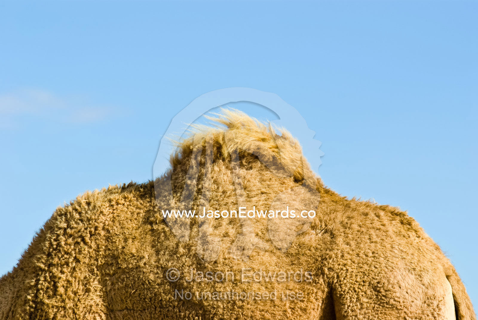 The hump of a Dromedary Camel stores fat reserves for arduous journeys Hughenden, Queensland, Australia.