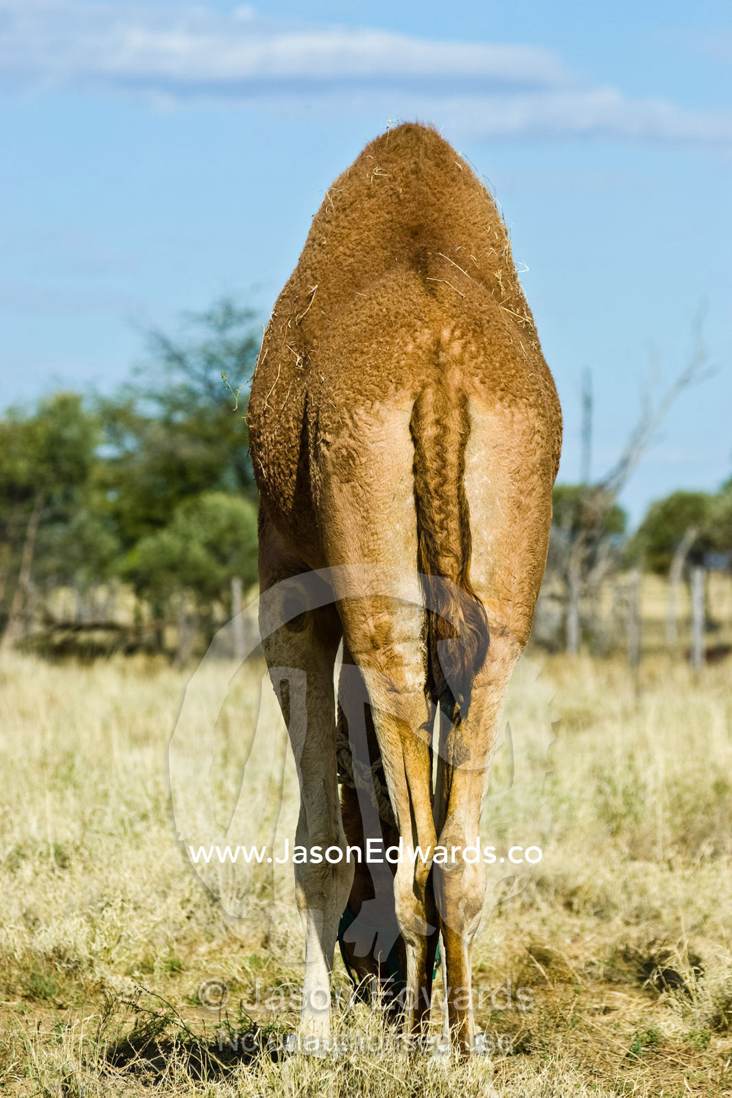 The enormous hump and woven tail of a racing camel grazing on grass. Hughenden, Queensland, Australia.