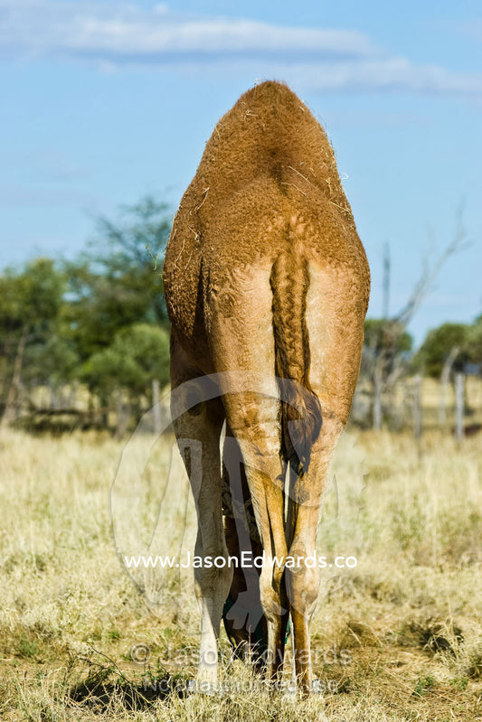 The enormous hump and woven tail of a racing camel grazing on grass. Hughenden, Queensland, Australia.