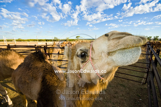 A corralled camel stretches it's long neck after an endurance race. Hughenden, Queensland, Australia.