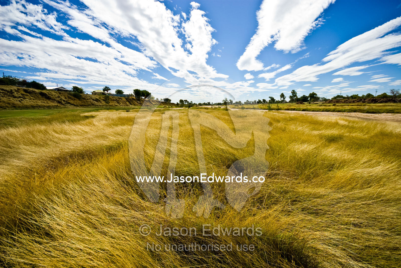 Tall dry season grass lines the shore of the Flinders River in drought Flinders River, Hughenden, Queensland, Australia.