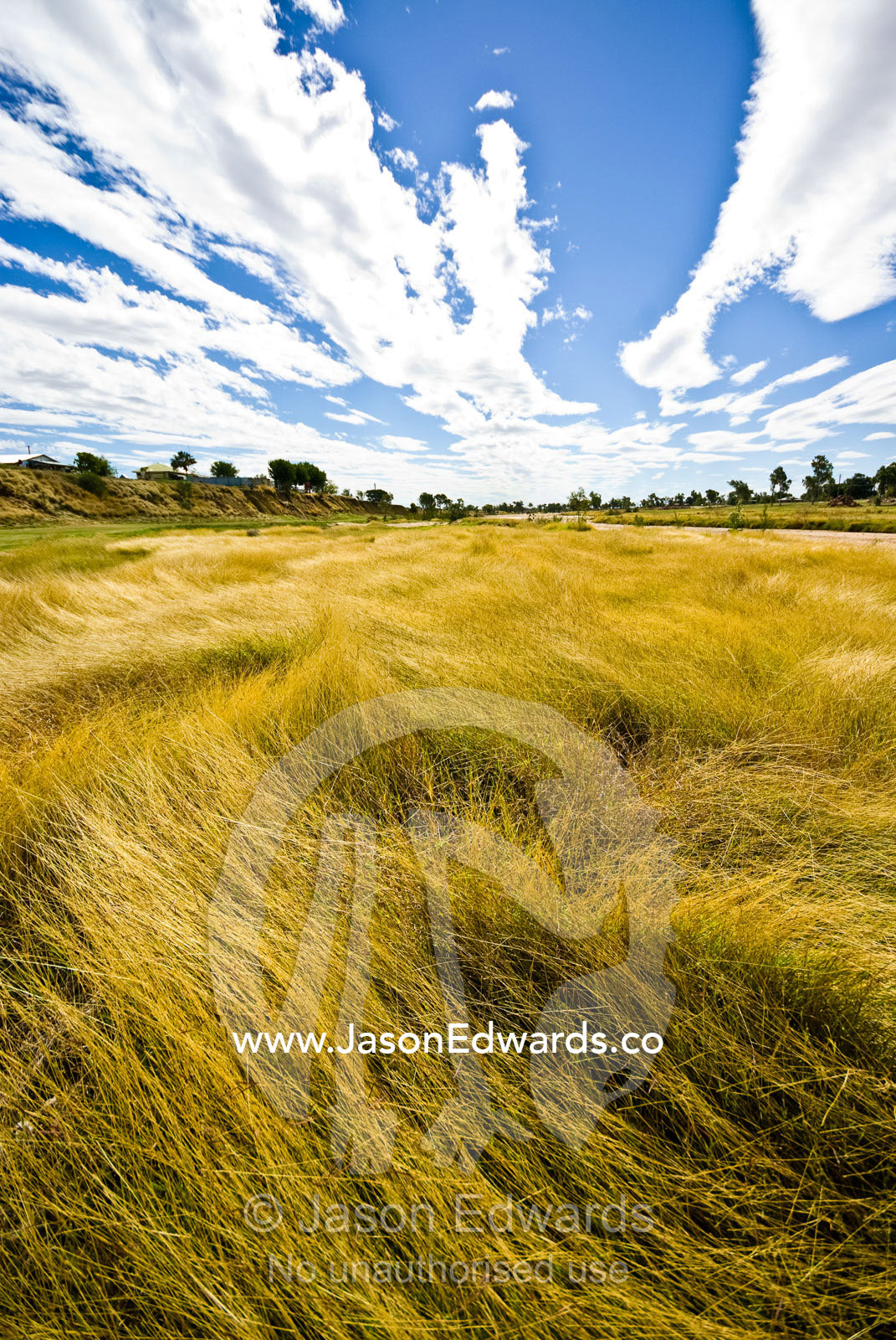 Tall dry season grass lines the shore of the Flinders River in drought Flinders River, Hughenden, Queensland, Australia.