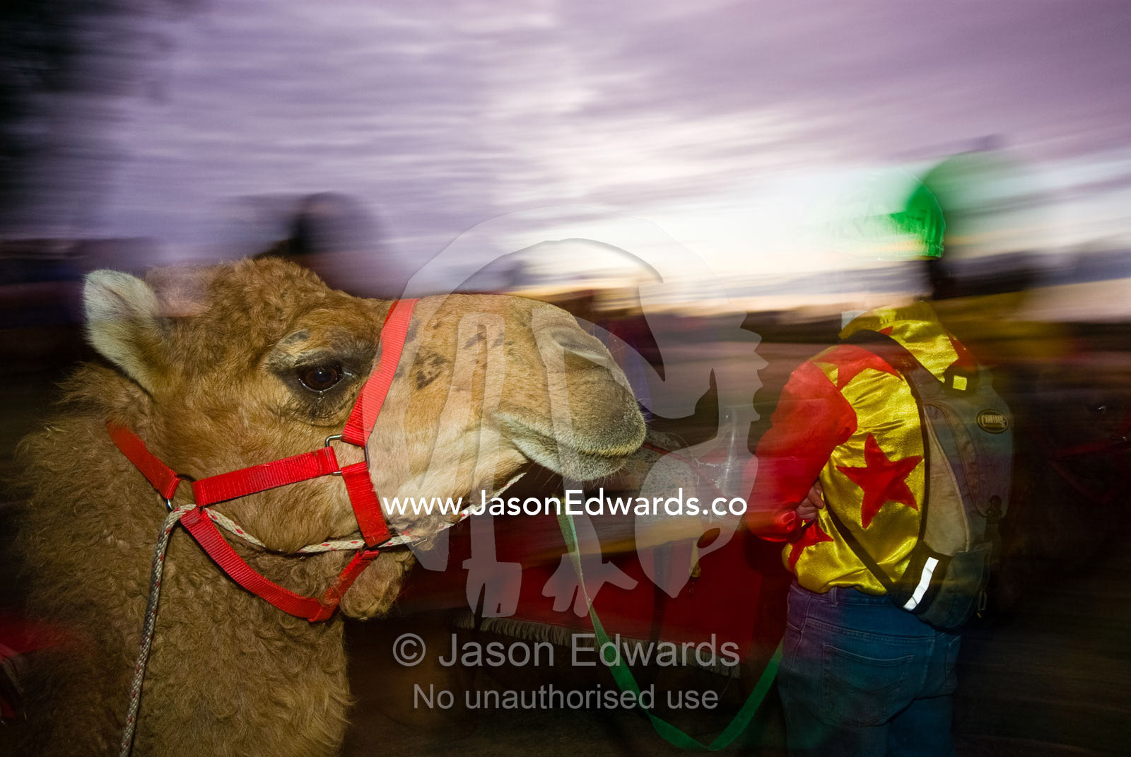 In the pre-dawn light a camel jockey prepares for an endurance race. Hughenden, Queensland, Australia.