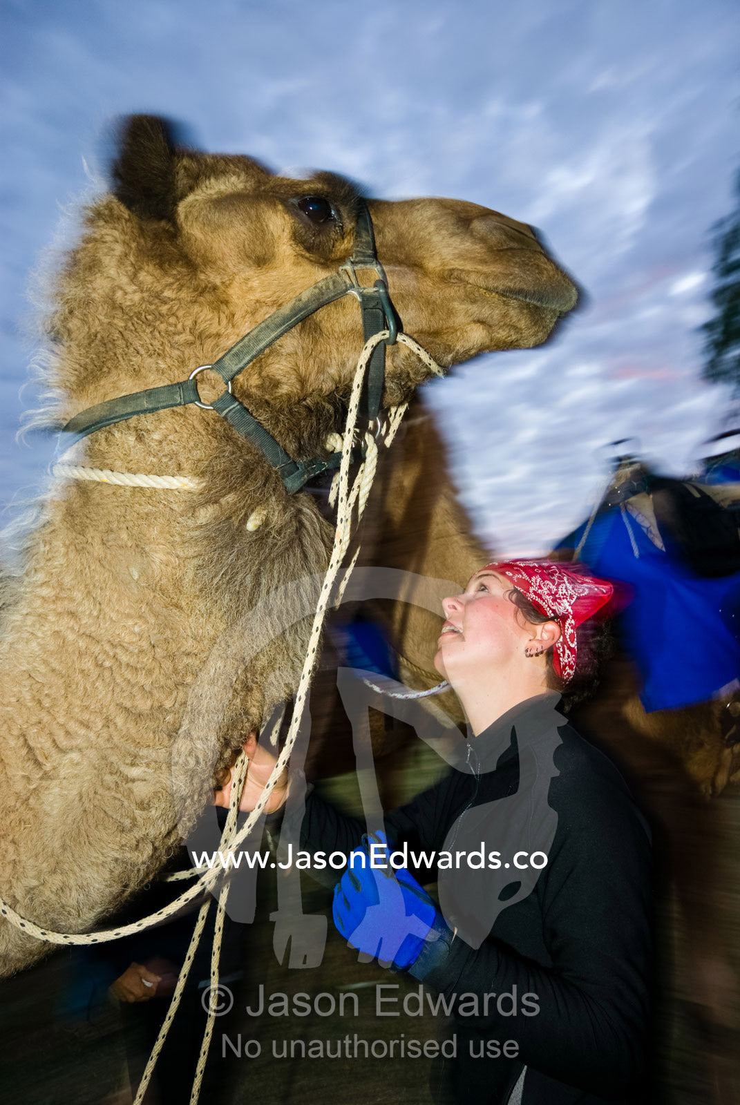 A camel handler and jockey standing beneath her huge racing camel. Hughenden, Queensland, Australia.