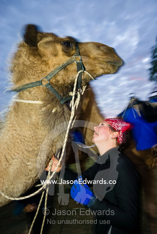 A camel handler and jockey standing beneath her huge racing camel. Hughenden, Queensland, Australia.