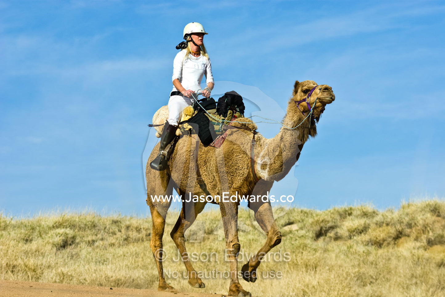 A camel jockey plods on through the Outback during an endurance race. Hughenden, Queensland, Australia.