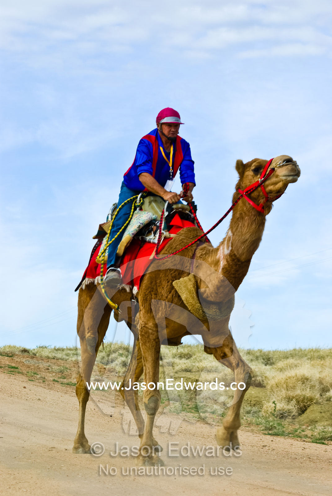 Tight competition during a camel endurance race tests man and beast. Hughenden, Queensland, Australia.
