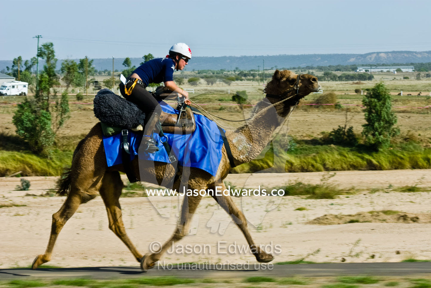 A camel charges at full gallop during an outback endurance race. Hughenden, Queensland, Australia.