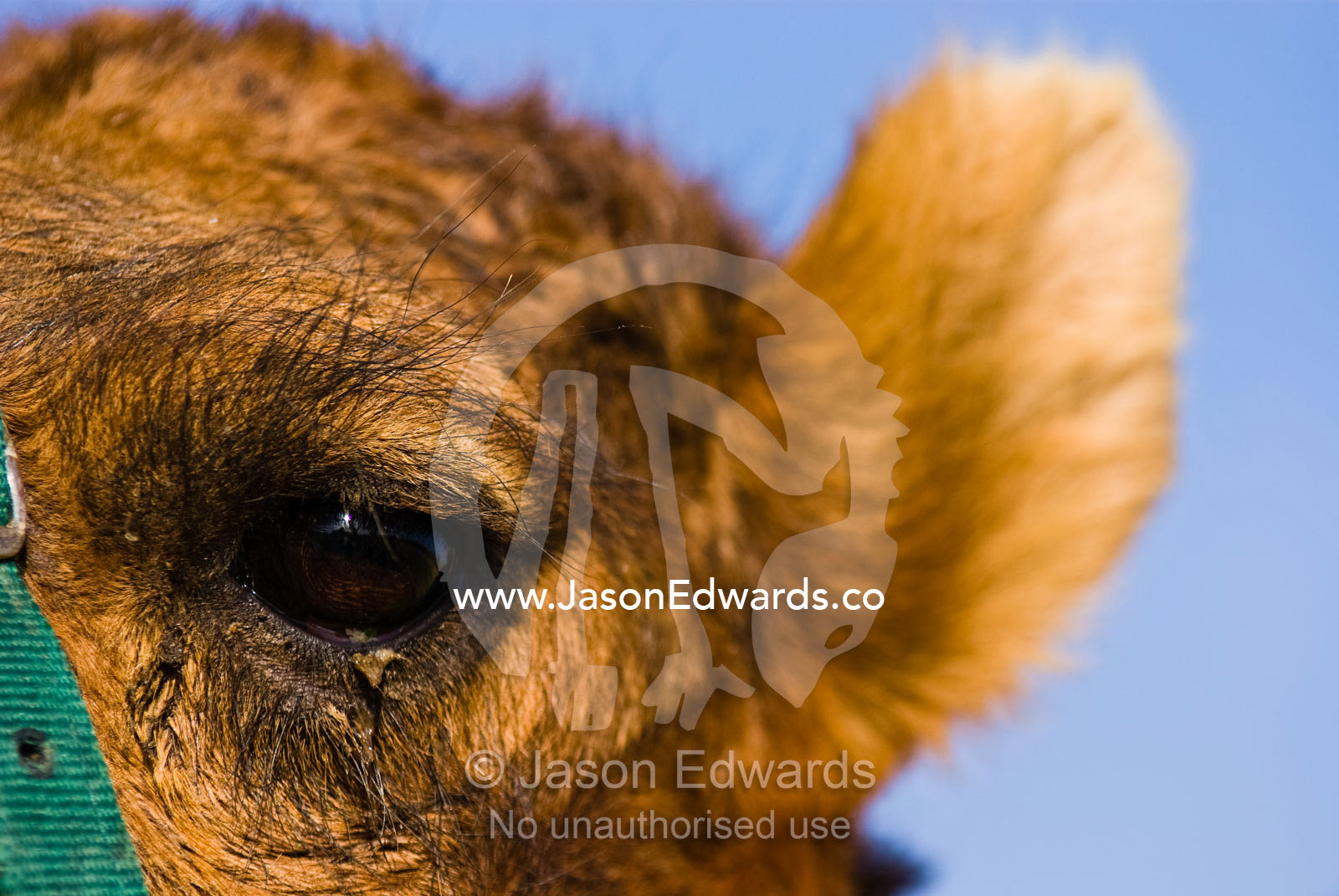 Long eyelashes and heavy brow protect a camels eye from sand and dust. Hughenden, Queensland, Australia.