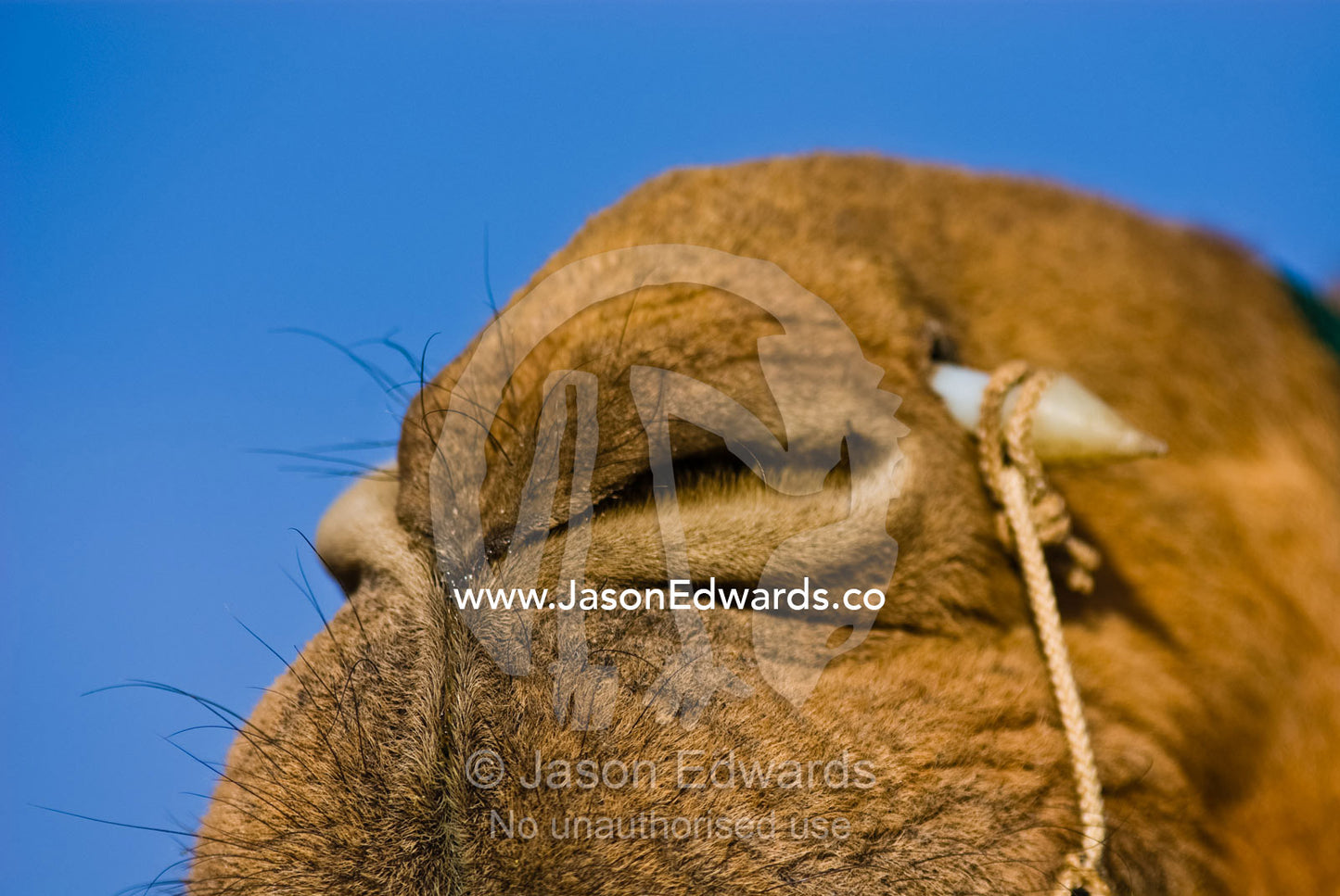 Camels close their nostrils to prevent moisture loss and dust entering Hughenden, Queensland, Australia.