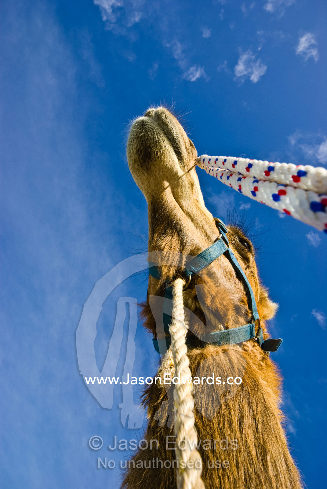 Tethers and reins hang from the bridle of a racing Dromedary Camel. Hughenden, Queensland, Australia.