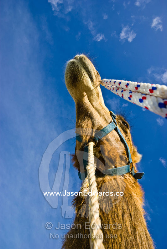 Tethers and reins hang from the bridle of a racing Dromedary Camel. Hughenden, Queensland, Australia.