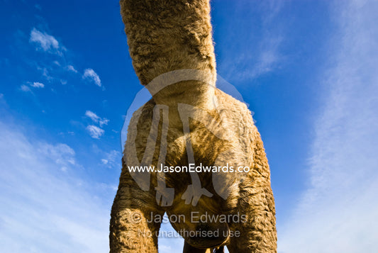 An abstract view of the chest, neck and thighs of a Dromedary Camel. Hughenden, Queensland, Australia.
