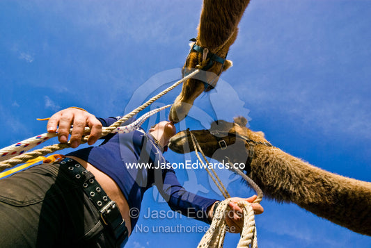 A camel handler and jockey lovingly kissed by her huge racing camels. Hughenden, Queensland, Australia.