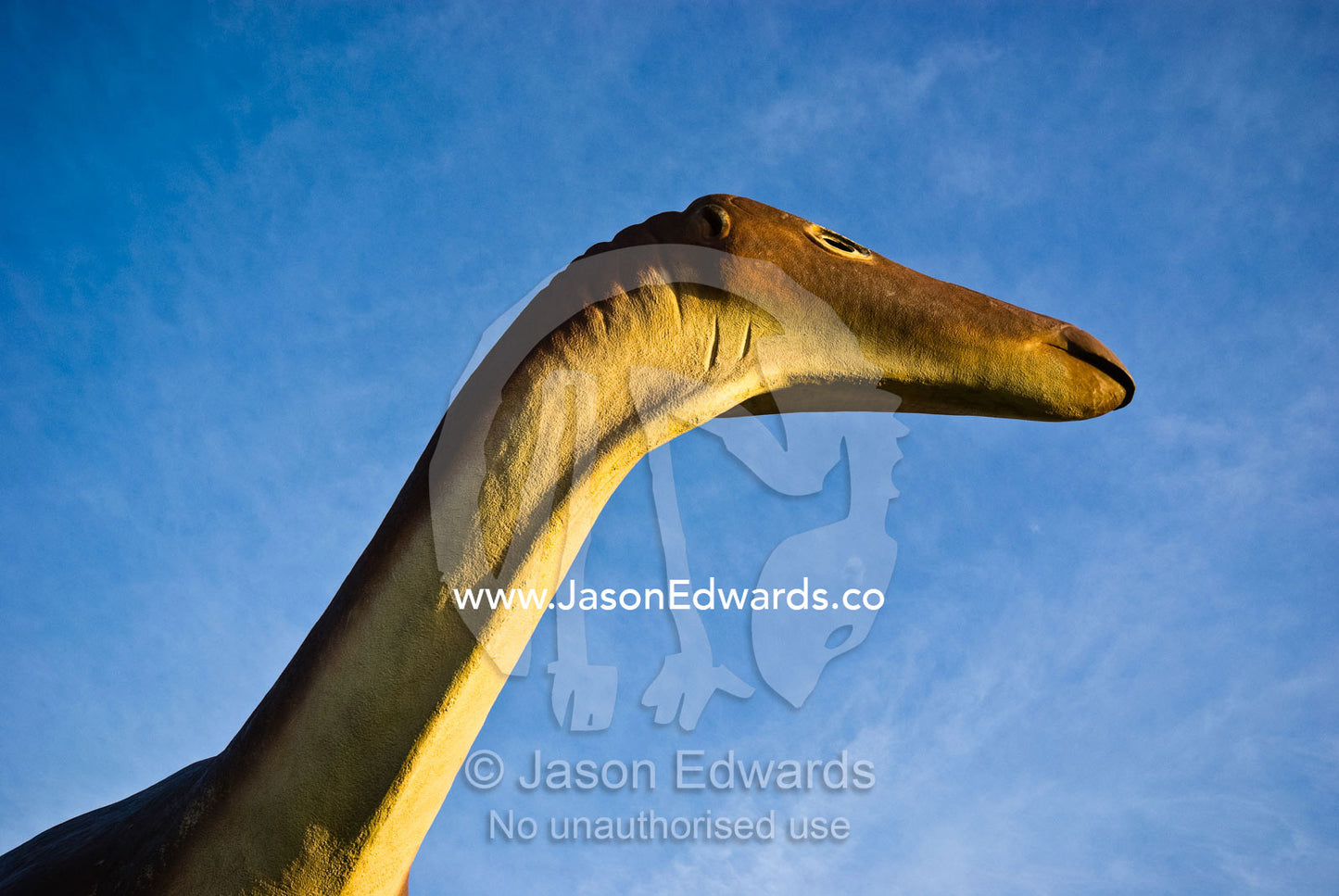Muttaburrasaurus were herbivorous dinosaurs in the Cretaceous period. Hughenden, Queensland, Australia