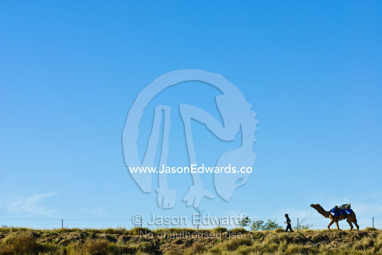 In the Outback a jockey runs ahead of their camel at an endurance race Hughenden, Queensland, Australia