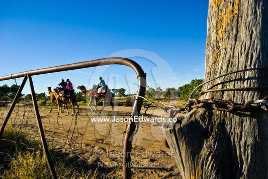 Camels and jockeys pass an old farm gate during an endurance race. Hughenden, Queensland, Australia
