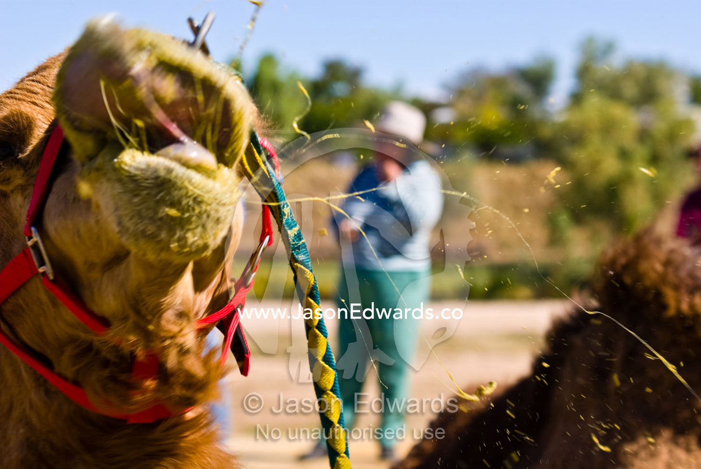 An angry camel regurgitates stomach contents to spray at pedestrians. Hughenden, Queensland, Australia