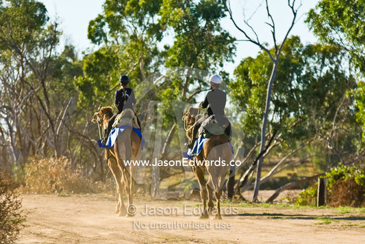 Competitors in a camel endurance race plod along a dusty Outback track Flinders River, Hughenden, Queensland, Australia