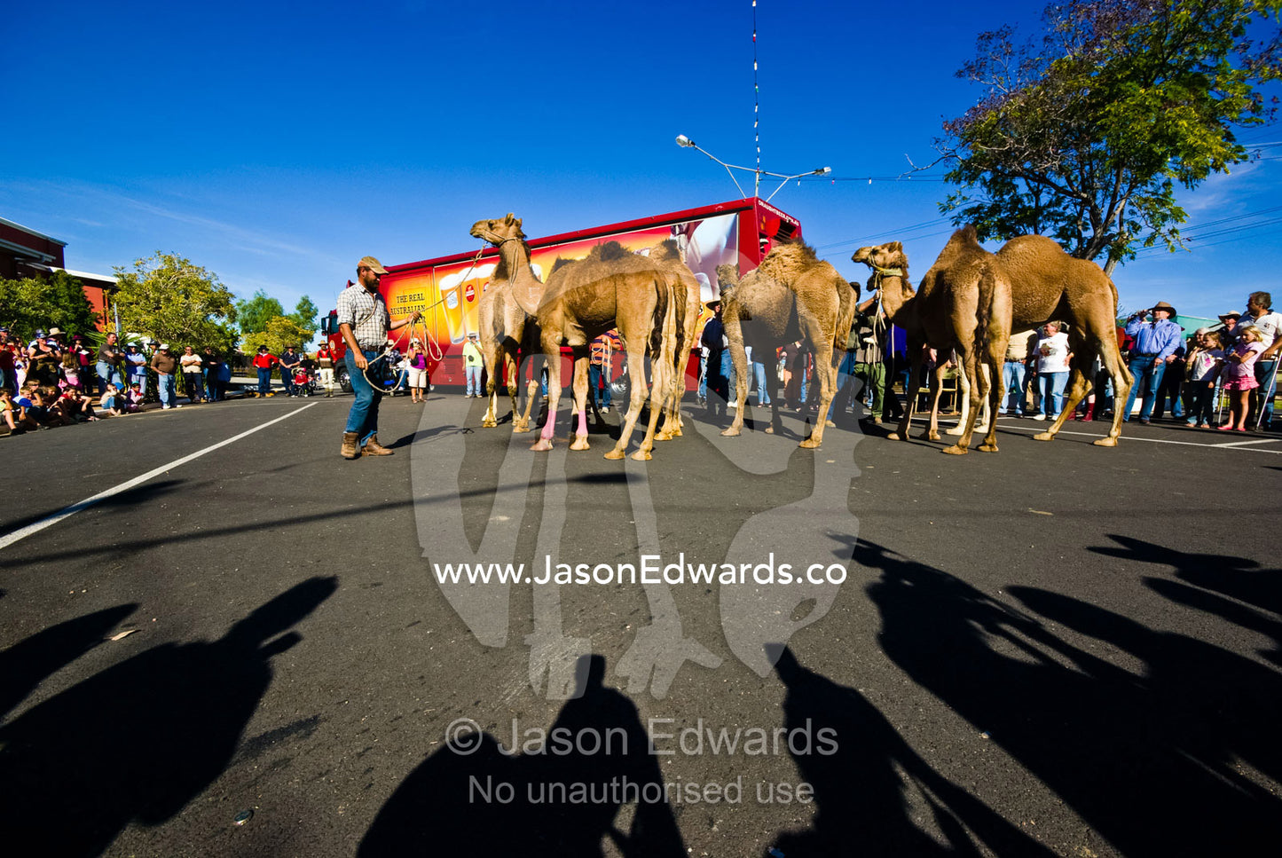 Racing camels in the main street of an Outback town during a festival. Hughenden, Queensland, Australia