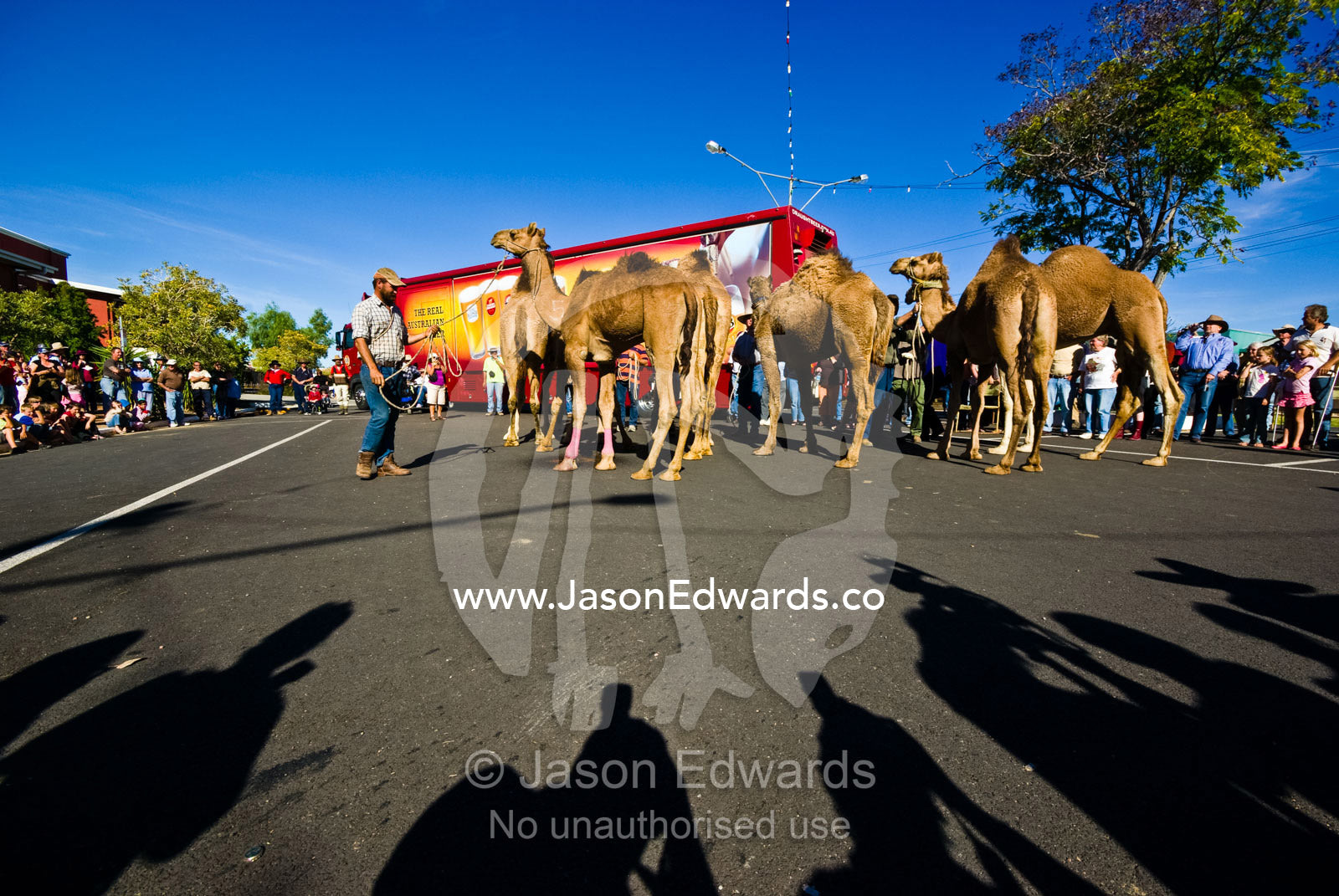 Racing camels in the main street of an Outback town during a festival. Hughenden, Queensland, Australia
