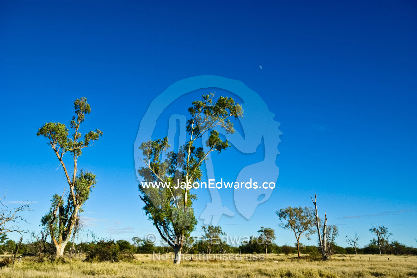 Eucalyptus scrub and dry arid grasses on a farm in Outback Australia. Hughenden, Queensland, Australia