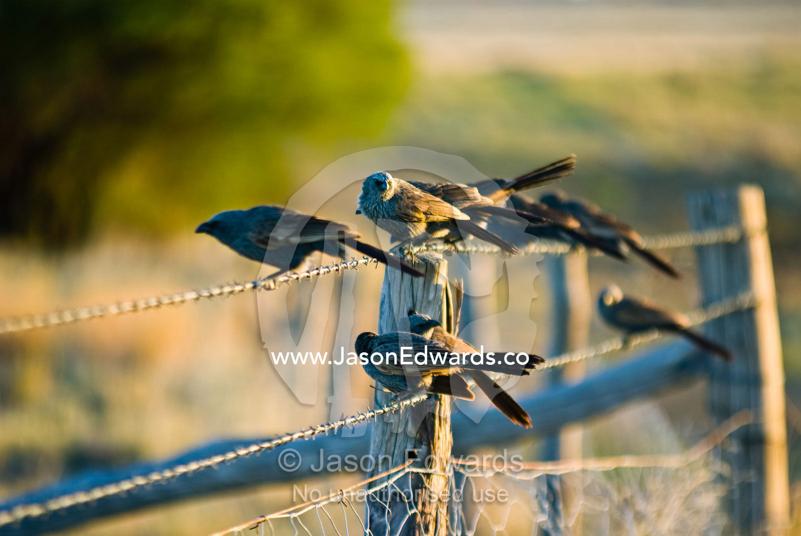 A flock of  noisy Apostle Birds on an Outback farm barbwire fence. Hughenden, Queensland, Australia