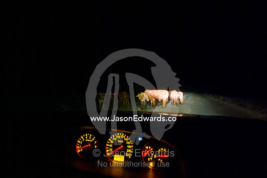 Cattle grazing along remote Outback roads pose great danger to cars. Kennedy Developmental Road, near Hughenden, Queensland, Australia
