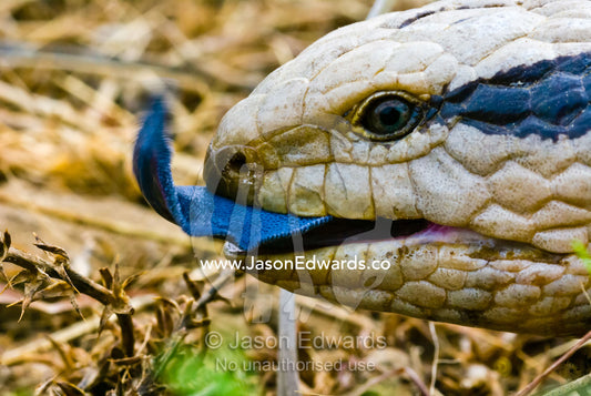 A Centralian Bluetongue Lizard pokes out his enormous blue tongue. Hughenden Muttaburra Road, Queensland, Australia
