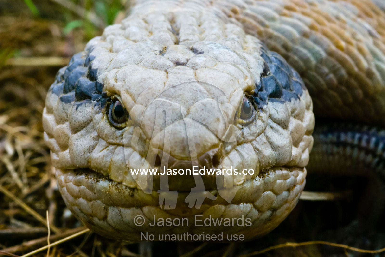 A prehistoric looking Centralian Bluetongue Lizard's menacing stare. Hughenden Muttaburra Road, Queensland, Australia