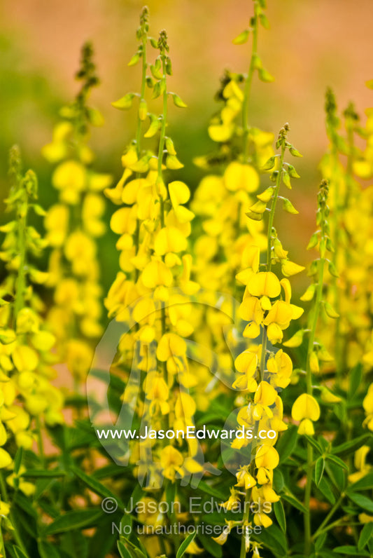 A cluster of bright yellow Desert Rattlepod flowers on long stalks. Hughenden Muttaburra Road, Queensland, Australia