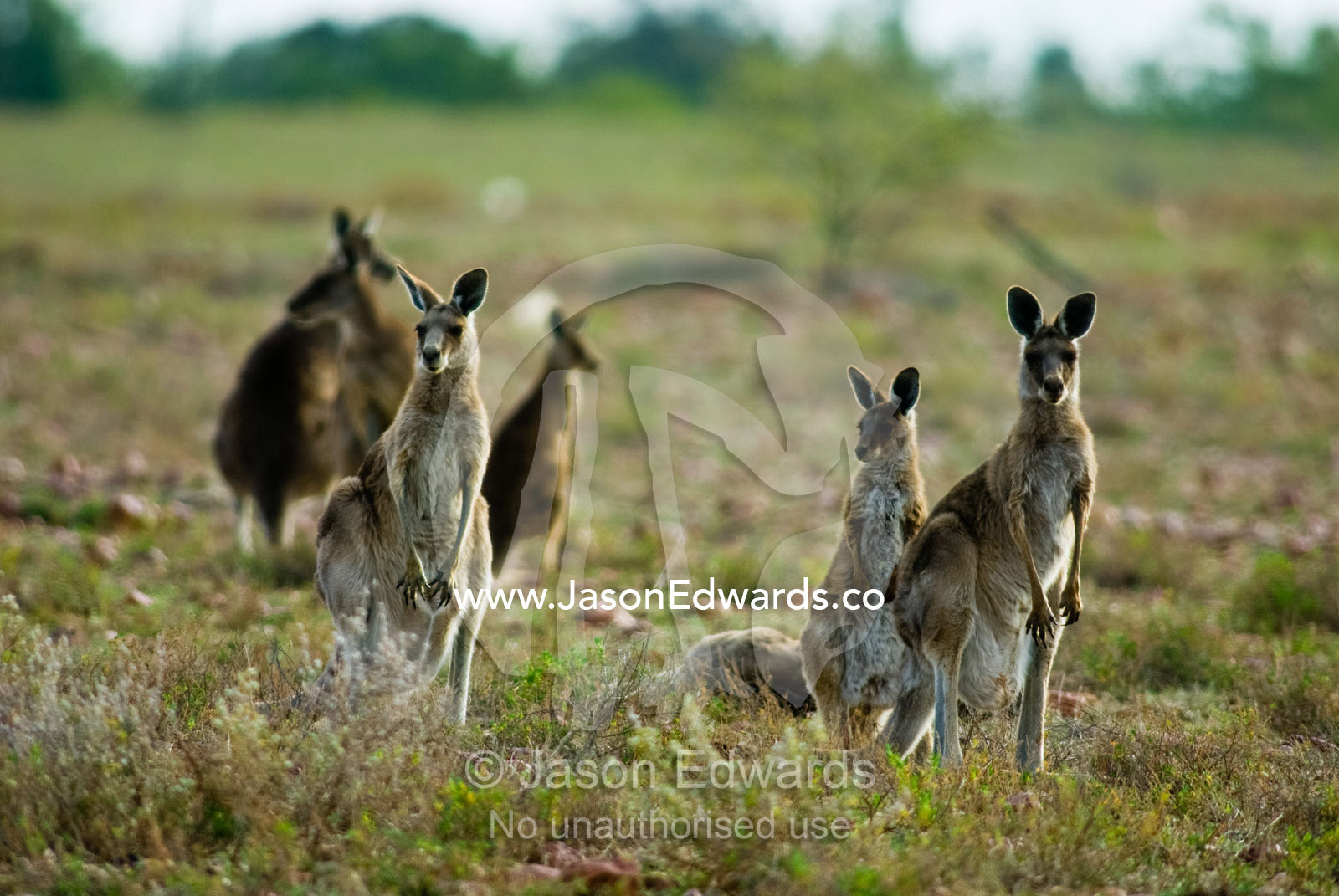 A mob of Eastern Grey Kangaroos standing alert on a dry outback plain. Muttaburra, Queensland, Australia