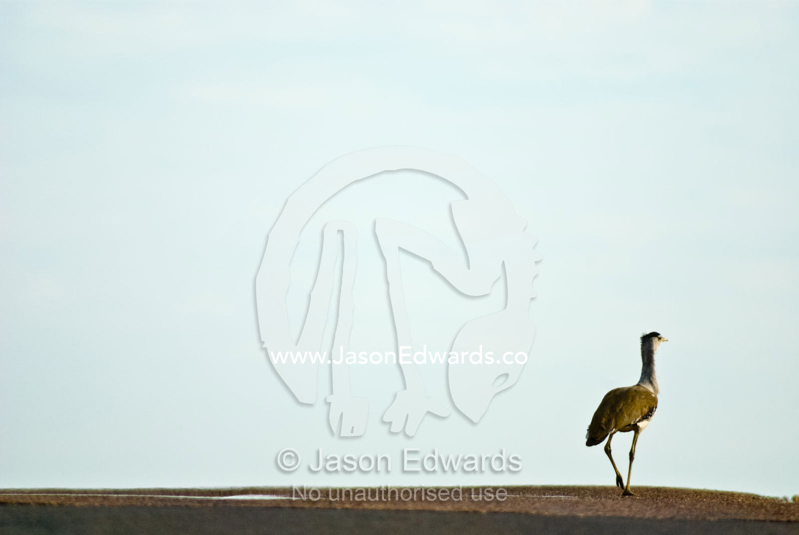 A stately Australian Bustard strides across a rise on an Outback road. near Muttaburra, Queensland, Australia