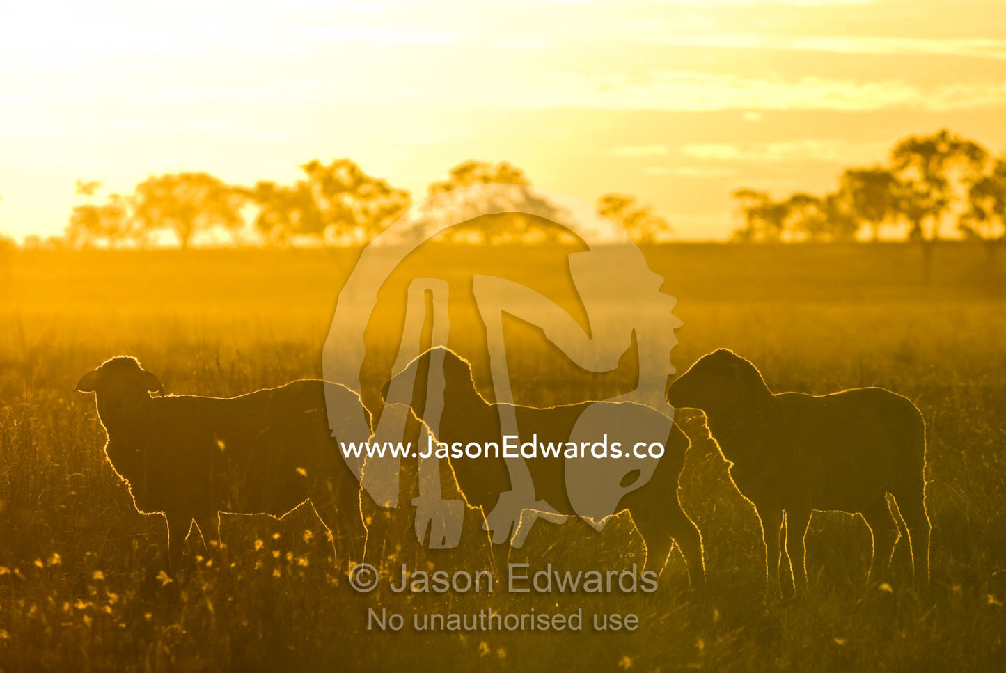 Dawn casts a halo around the wool of sheep on an vast Outback farm. Cramsie Muttaburra Road, Queensland, Australia