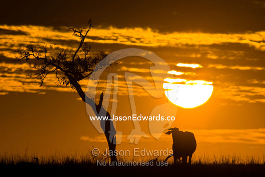 A steer grazing on short dry grasses on an Outback farm at sunset. Cramsie Muttaburra Road, Queensland, Australia