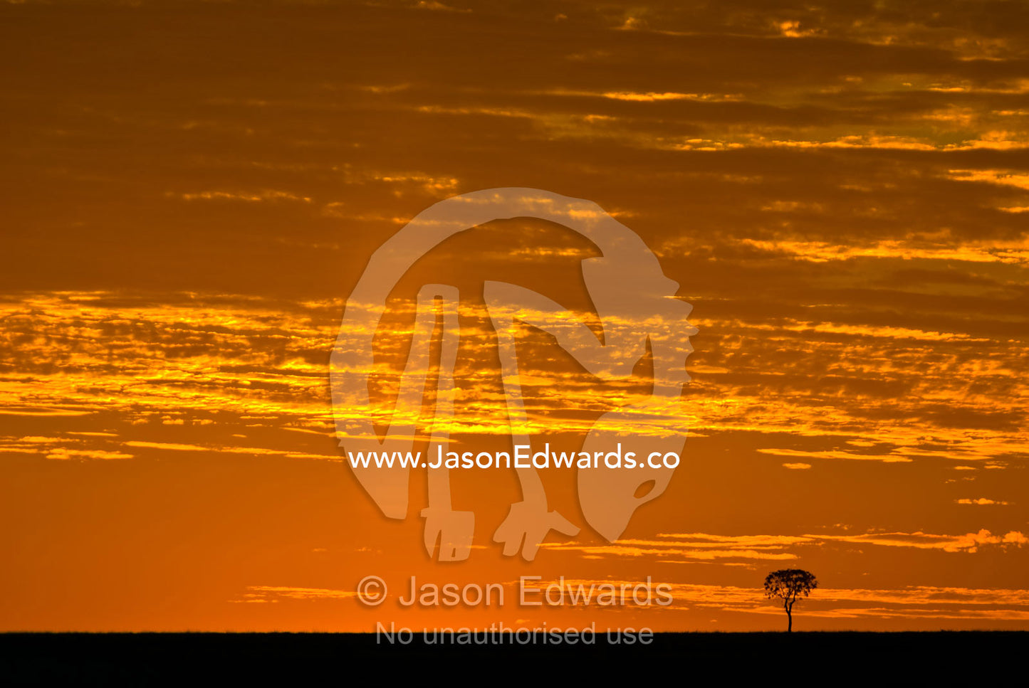 A lone tree rises from a barren  plain on a cattle station at sunset. Cramsie Muttaburra Road, Queensland, Australia